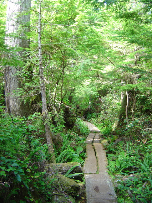 Path trough the Rainforest